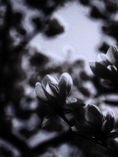 Желтые цветы распустились обои