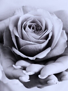 Роза в женских руках обои