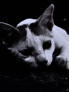 Белый кот на черном полу обои