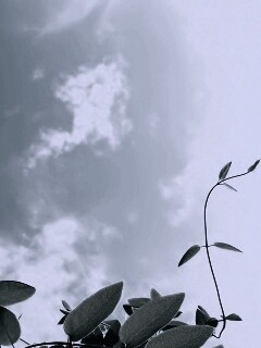 Зеленые ветви на фоне голубого неба обои