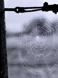 Паутина 51 обои