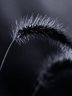 Травинка обои