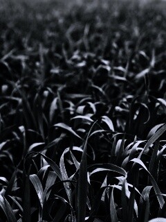 Высокая трава обои