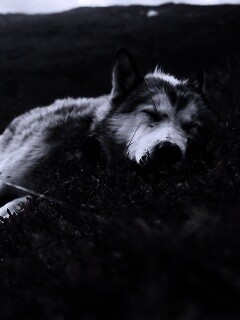 Лапа в цветах обои