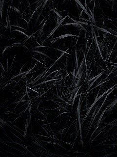 Блеклая трава обои