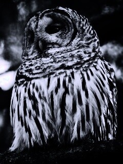 Сова на ветке обои