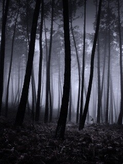 Красно-черный лес обои