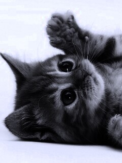 Котёнок обои