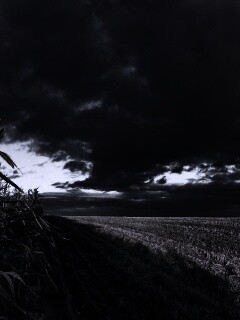 Кукурузное поле обои