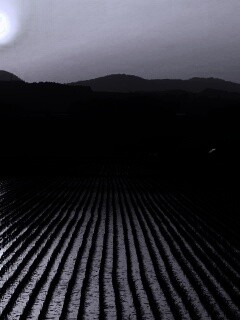 Рисовые поля обои