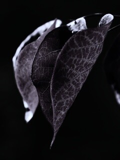 Ветка красных листьев обои