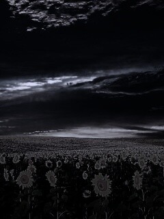 Целое поле подсолнухов обои