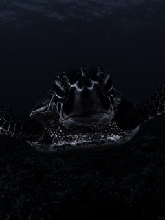 Морская черепаха обои