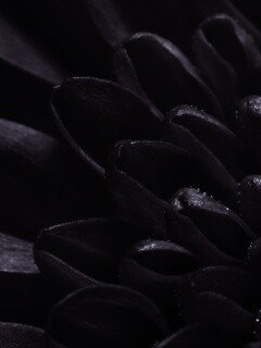 Лепестки хризантемы обои