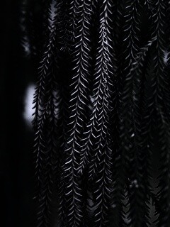 Зеленые колючки обои