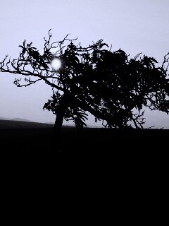 Дерево на закате обои