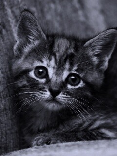 Милый маленький котенок обои