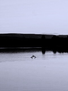 Утиное озеро обои