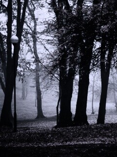 Парк красных листьев обои