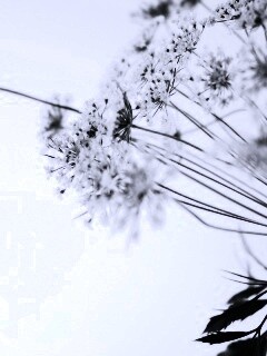 Цветы в макро обои