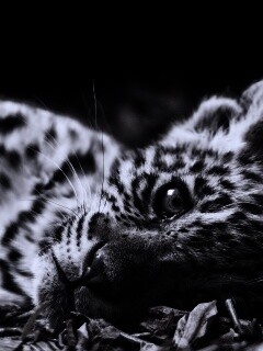 Гепард котенок обои