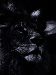 Гордый черно-белый лев обои