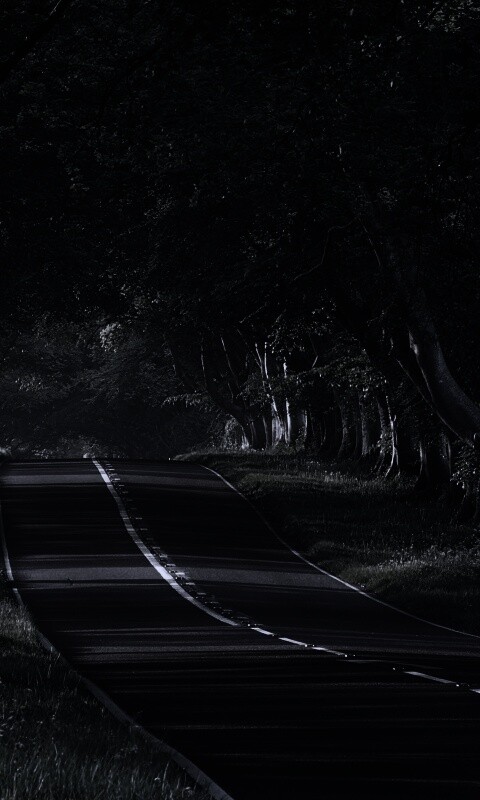 Трасса в тени деревьев обои