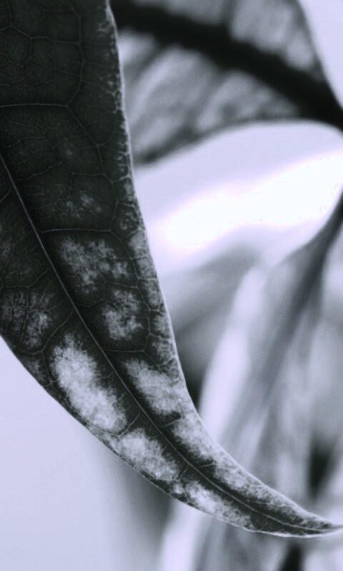 Зеленый листок обои