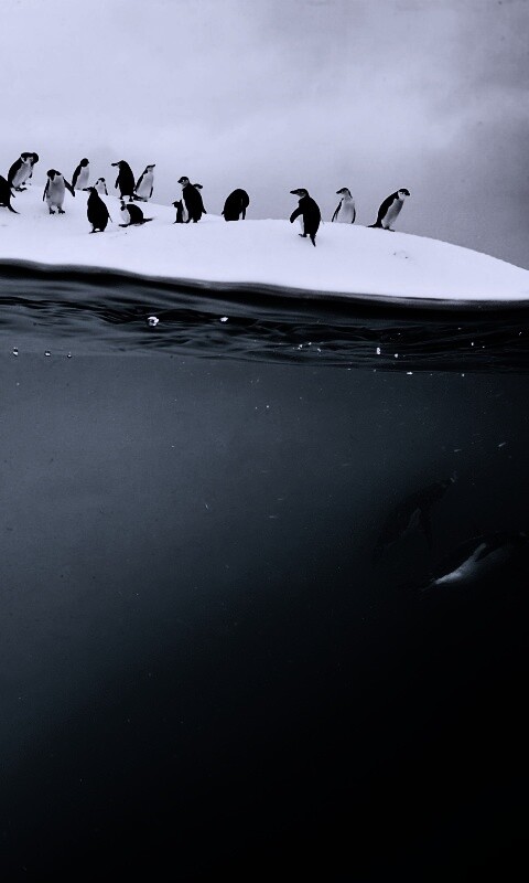 Пингвины обои