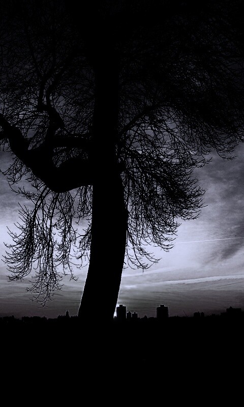 Одинокое дерево обои