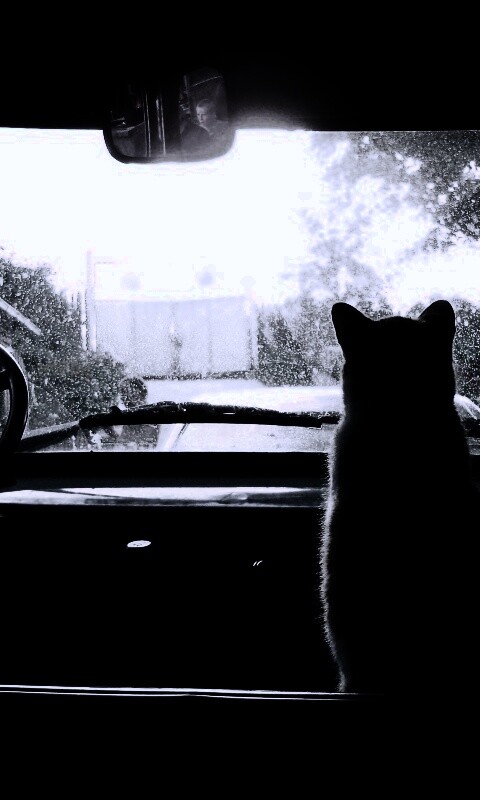 Кот навигатор обои