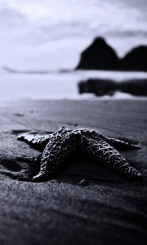 Морская звезда обои