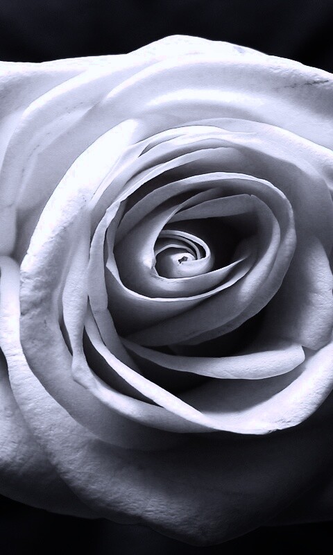 Белая роза обои