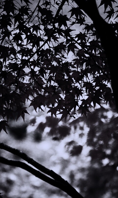 Осенняя заря обои