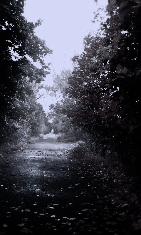 Желтая дорога обои