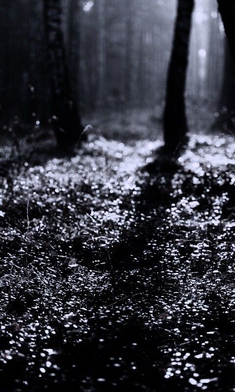 Лесная земля обои