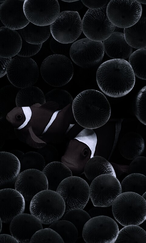 Рыбка клоун стандартные обои iPhone обои