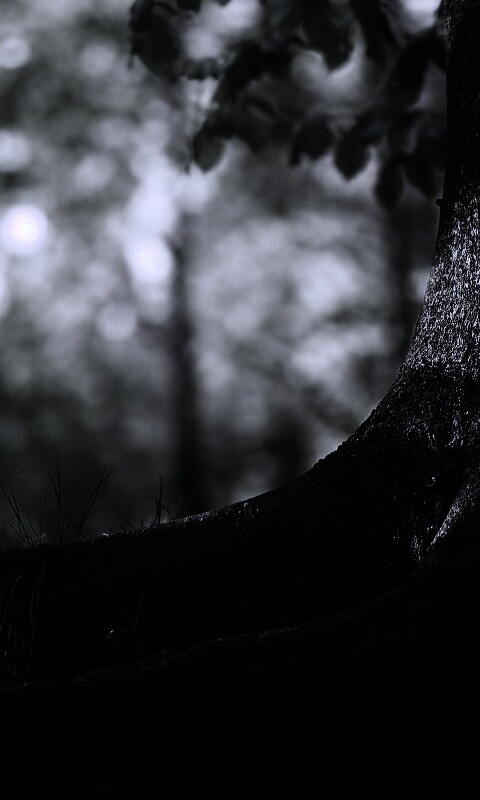 Корни дерева обои