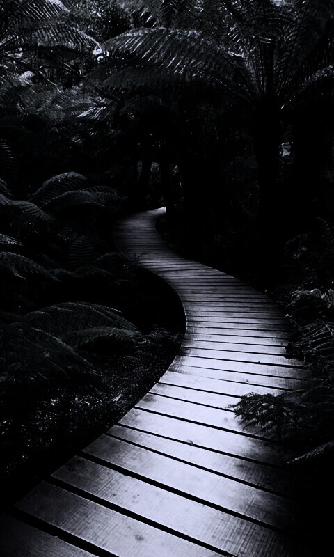 Дорожка в зарослях обои