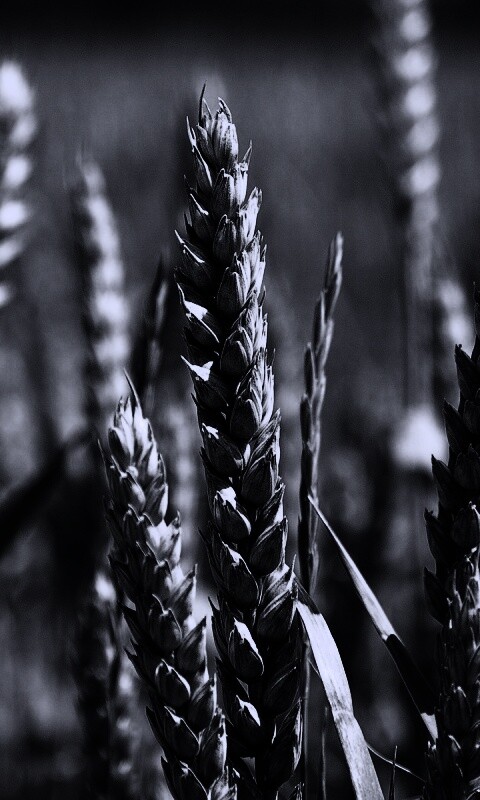 Молодые пшеничные колосья обои