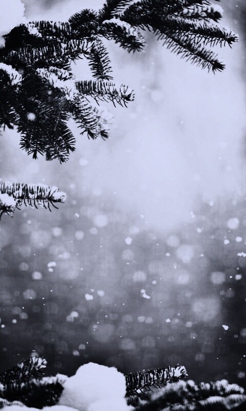 Еловые лапы в снегу обои