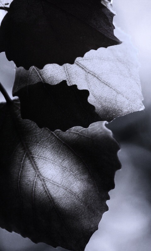 Макро фото осенней листвы обои