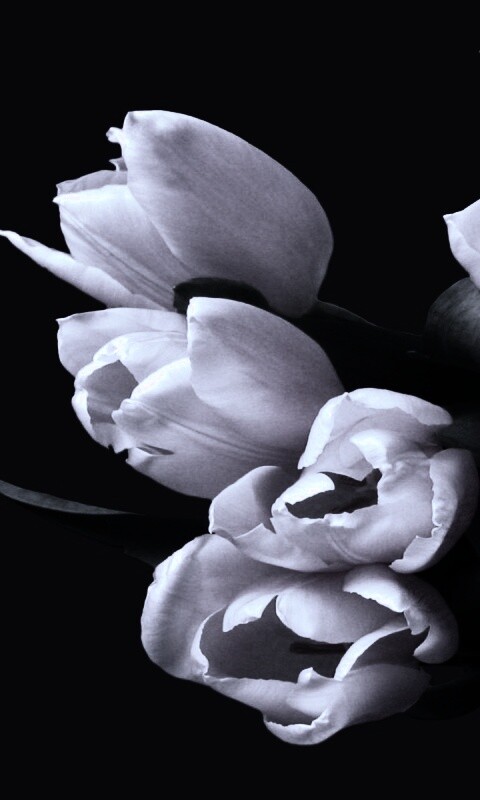 Розовый букет обои