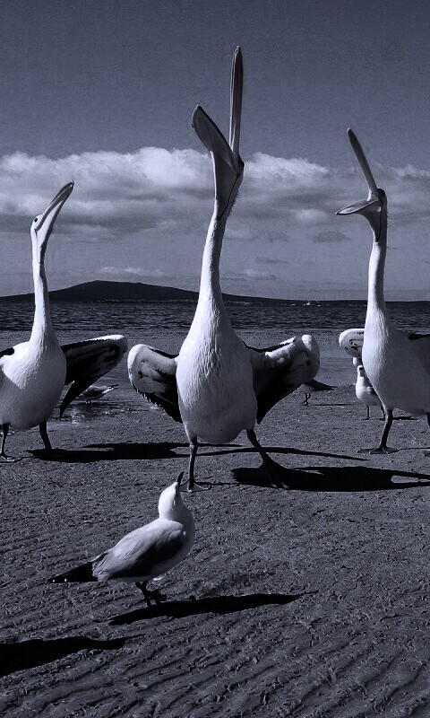 Пеликаны и чайки обои