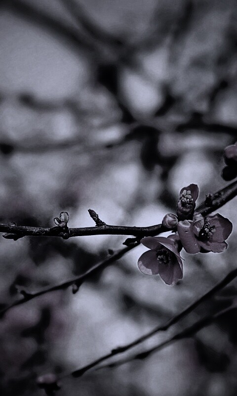 Весеннее цветение обои