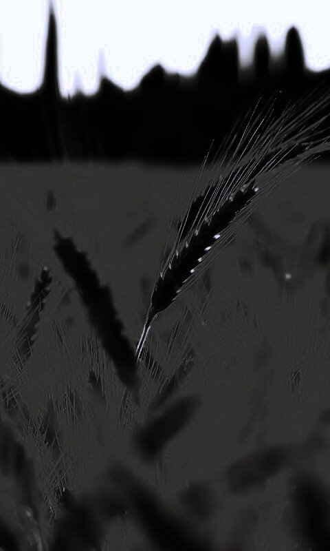 Пшеничное поле обои