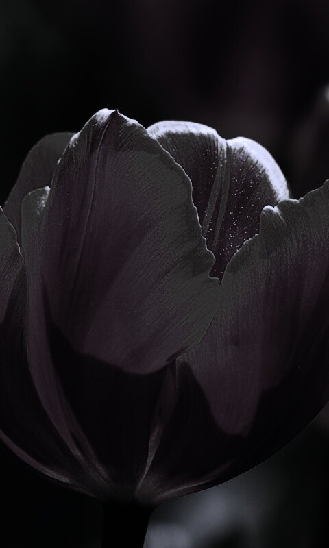 Красно-желтый тюльпан обои