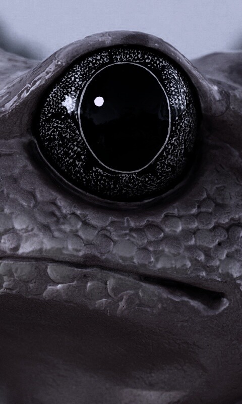 Красная лягушка обои