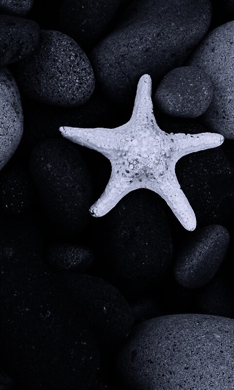 Звезда на морской гальке обои