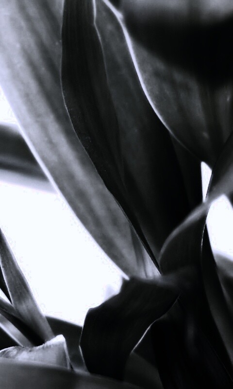 Солнечные травинки обои